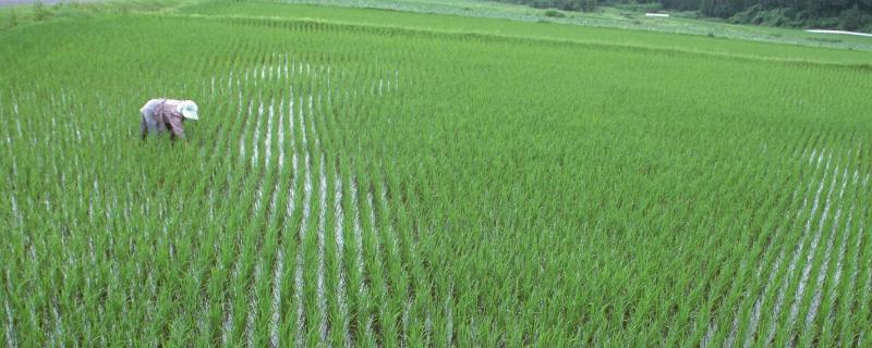 水稻杀虫用什么农药