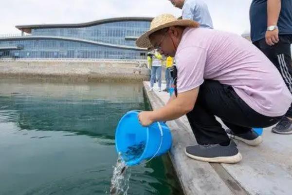 花鲢鱼和白鲢鱼的区别，附花鲢鱼的养殖方法