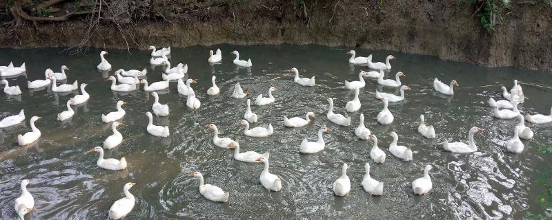 土霉素喂鹅防治什么病