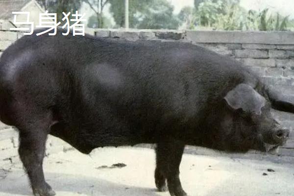 公猪品种，公猪肉和母猪肉有什么区别