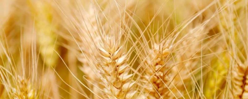 矮杆高产小麦品种有哪些