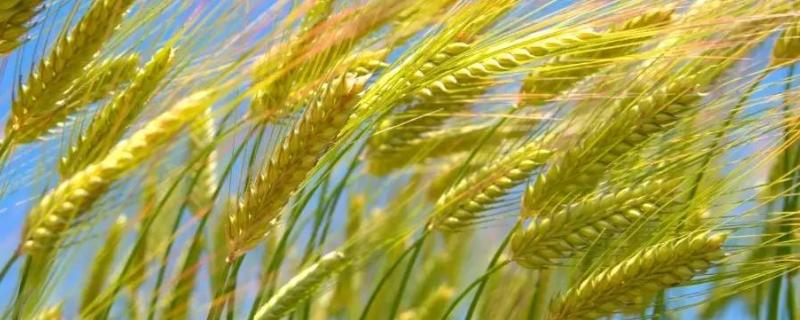 小麦生长期分几个阶段
