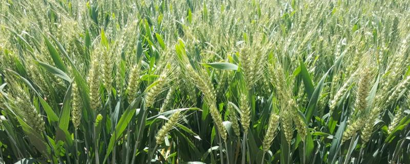 小麦密度平均是什么