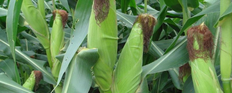 硕育173玉米品种特征特性