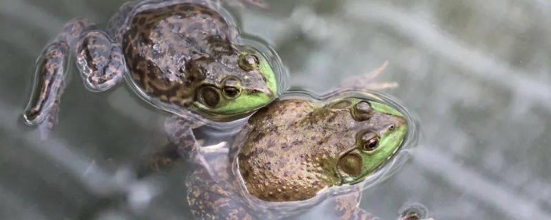 牛蛙常见病防治与用药