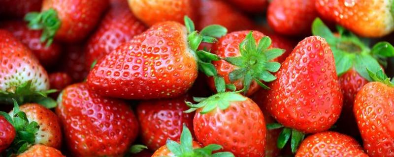 无土栽培草莓一亩投入多少