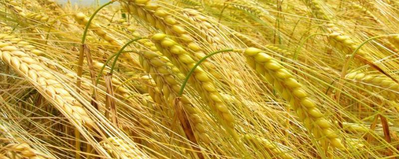 鲁研148小麦品种特征特性