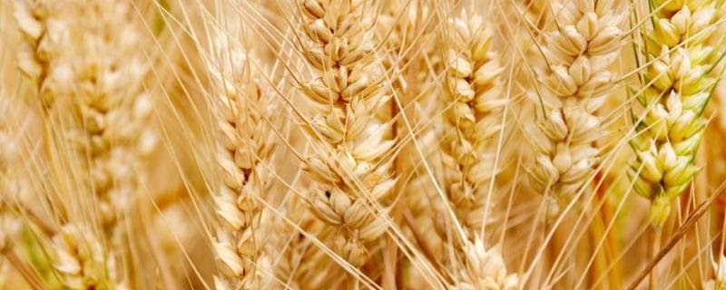 2020徐麦35平均亩产多少