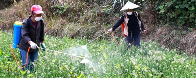 辛硫磷可以叶面喷施吗