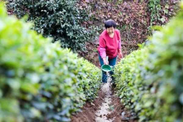 大豆打几次农药，附种植技术和肥料使用