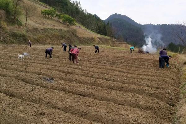 辣椒怎么种植产量高，辣椒种植需要施什么肥