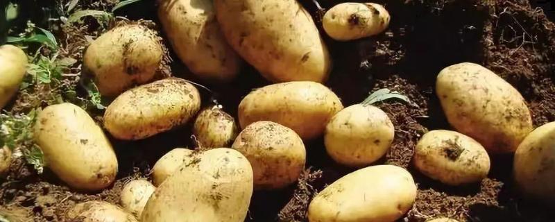 大棚土豆种植时间和方法