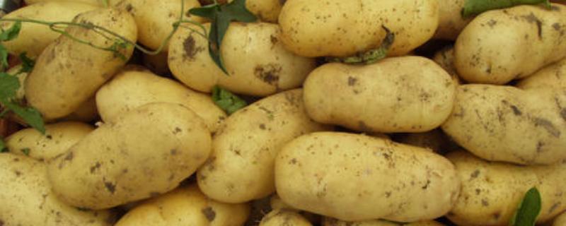 土豆的生长周期多少天