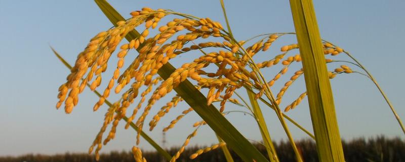 100毫升芸苔素打多少亩水稻