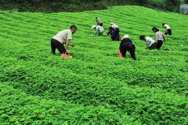 绞股蓝用什么除草剂可以除根，附绞股蓝的种植方法