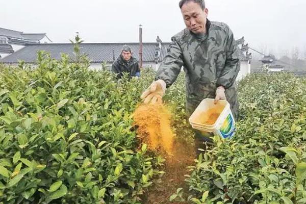 给茶树施什么肥，怎么种植和管理