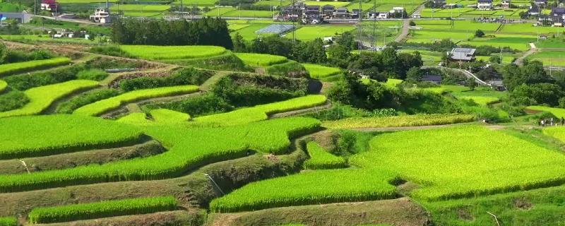 什么是基本农田和非基本农田