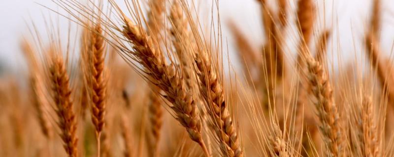 矮胖吨小麦品种的特征
