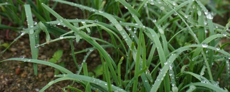 韭菜怎样种植能又粗又大