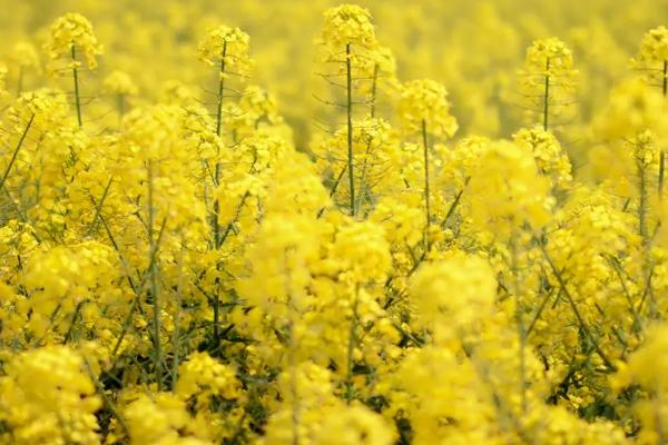 去年的油菜种子今年还可以种吗，油菜立春后还能追肥吗