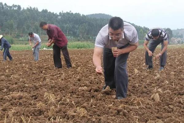 油菜现在可以种了吗，附种植方法