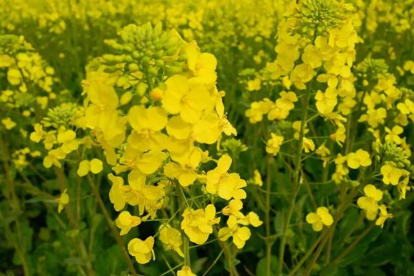 油菜的苗期打什么农药，杂交油菜什么时候播种