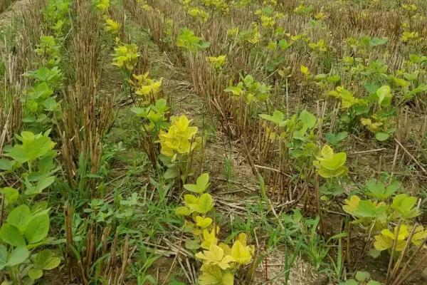 大豆需要施肥吗，附大豆的种植方法