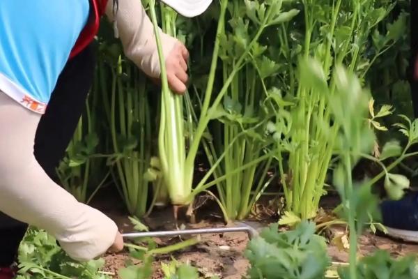 芹菜适宜生长温度是多少，附种植方法和管理方法