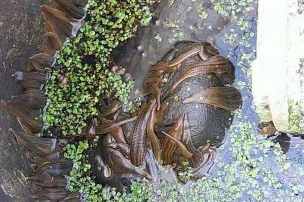 水蛭的养殖技术知识，水蛭养殖需要什么条件