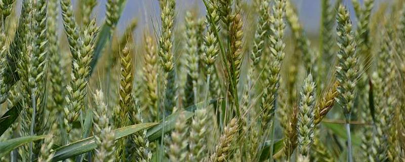柳麦618小麦品种特征特性