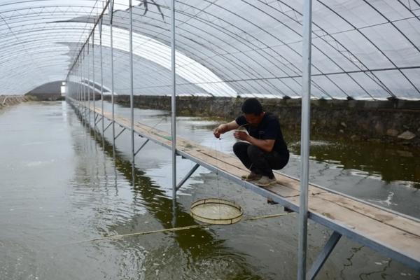 海虾怎么养殖，海虾和河虾哪个好