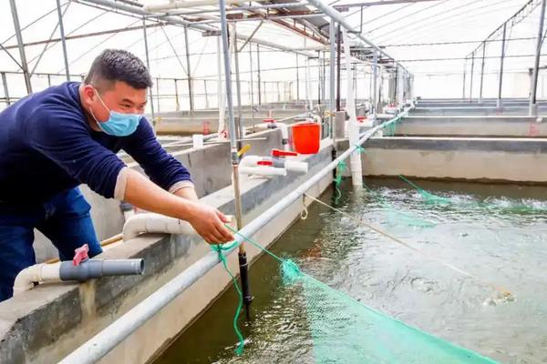 野生海虾和养殖虾有什么区别，附虾的养殖方法