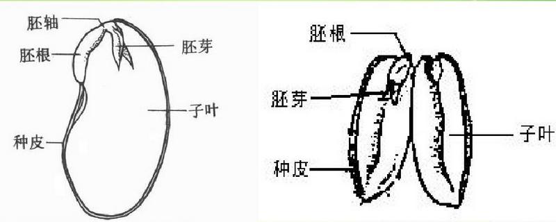 种子结构图及作用