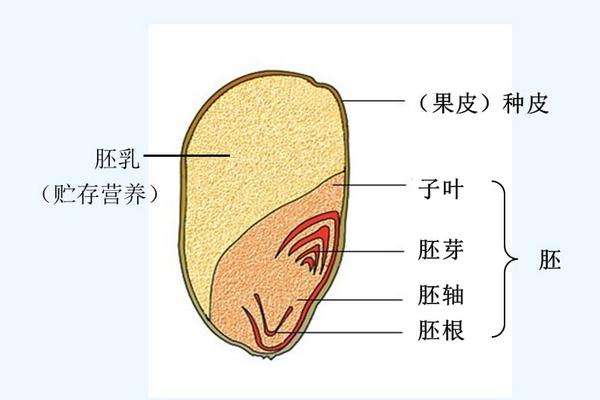 种子结构图及作用，种子结构中最主要的部分是什么