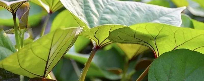 每天用红薯叶喂鸡合适吗