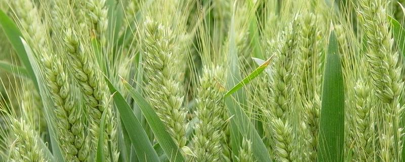 怀川916小麦品种特征特性