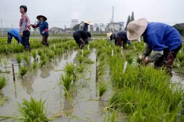 农业种植技术知识，农作物种植包括哪些