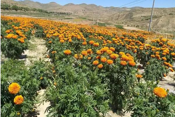 万寿菊种植技术和管理，万寿菊和菊花的区别