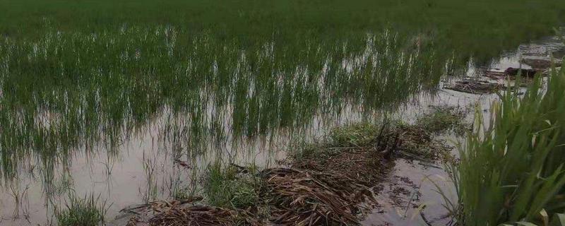 水稻被水淹最多几天