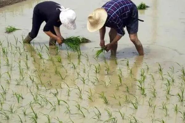 谷神2号产量与特性?水稻种植方法