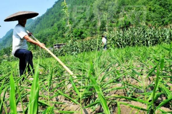 生姜一亩地能收多少斤，生姜的种植方法