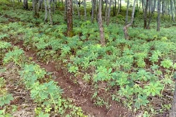 天麻的栽培与种植技术，几年才能收获