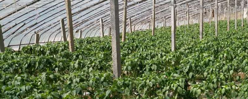 大棚辣椒种植技术与管理