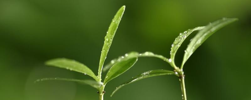 植物种子在发芽过程中对氧气量及温度需求最高的是