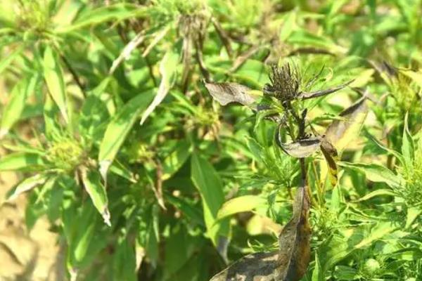 白术种植技术与栽培管理，白术和苍术的区别