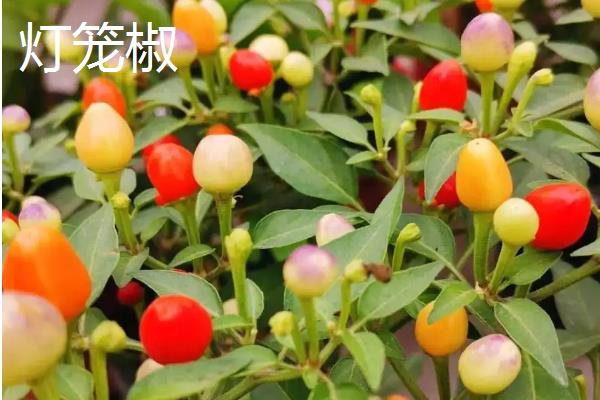 子弹头辣椒种植要点，和灯笼椒有什么区别