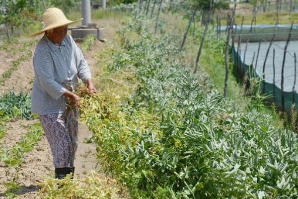 蚕豆种植技术，什么时候种合适