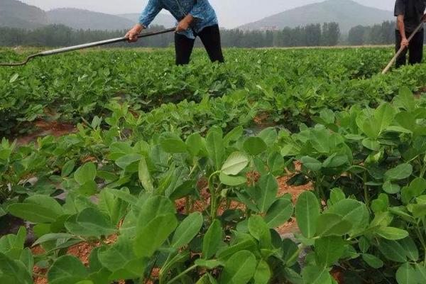 花生打什么药不生芽，附种植方法