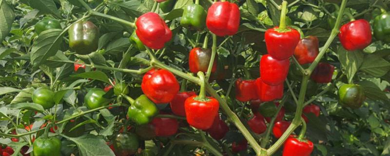 灯笼椒种子种植方法