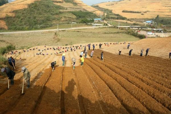 太子参高产量种植技术，附管理方法